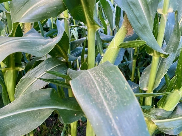 szántóföldi és kertészeti növénykultúra mikroorganizmus-alapú talajoltó és tarlóbontó készítménnyel