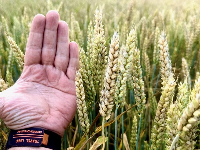 Stresszállóbb növények és gyorsabb regeneráció folyékony lombtrágya használattal